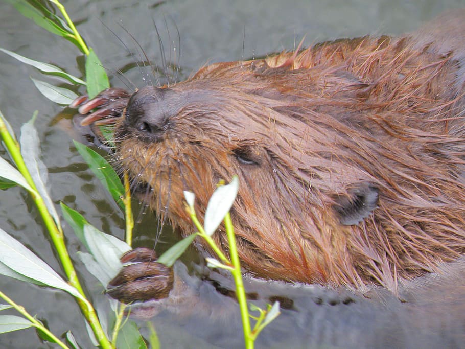 brown, beaver, holding, onto, green, plant, rodent, wildlife photography, animal themes, animal