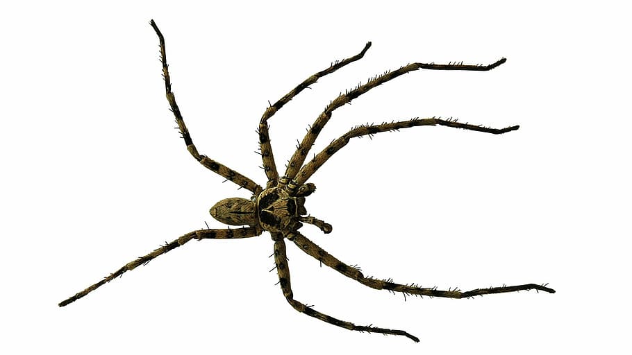 marrom, aranha caçador, branco, plano de fundo, fotografia, aranha, fechar, isolado, inseto, natureza