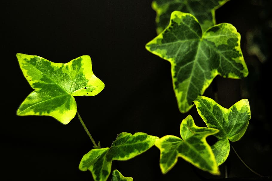 hera, folhas, alpinista, verde, folha de hera, entrelaçar, folha, parte da planta, cor verde, fundo preto