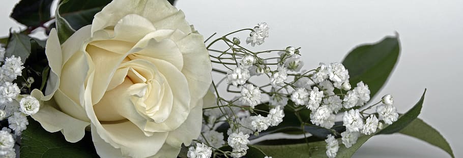 white, rose, surface, roses, rose flower, flowers, gypsophila, flower, nature, bouquet of flowers