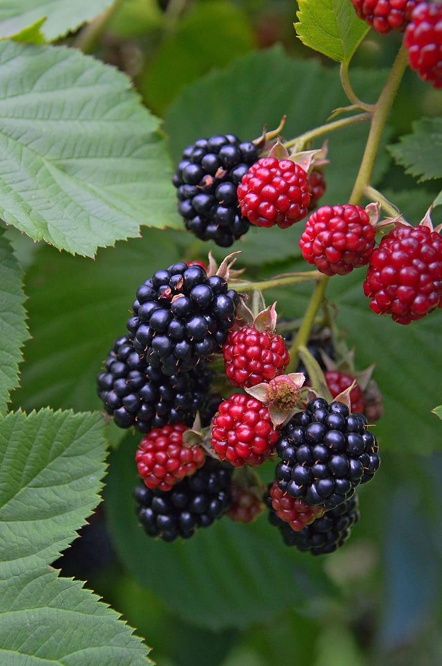 fruit, blackberry, berry, mood, fruity dessert, health, forest fruit, blue, blue fruit, ripe fruit