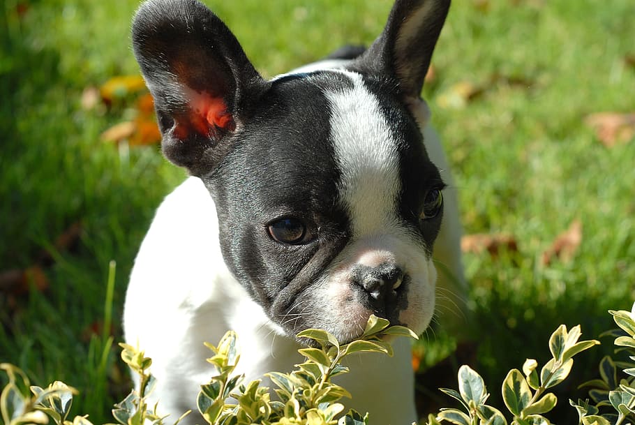 adult, black, white, boston terrier, grass field, daytime, puppy, animal, happy, grass