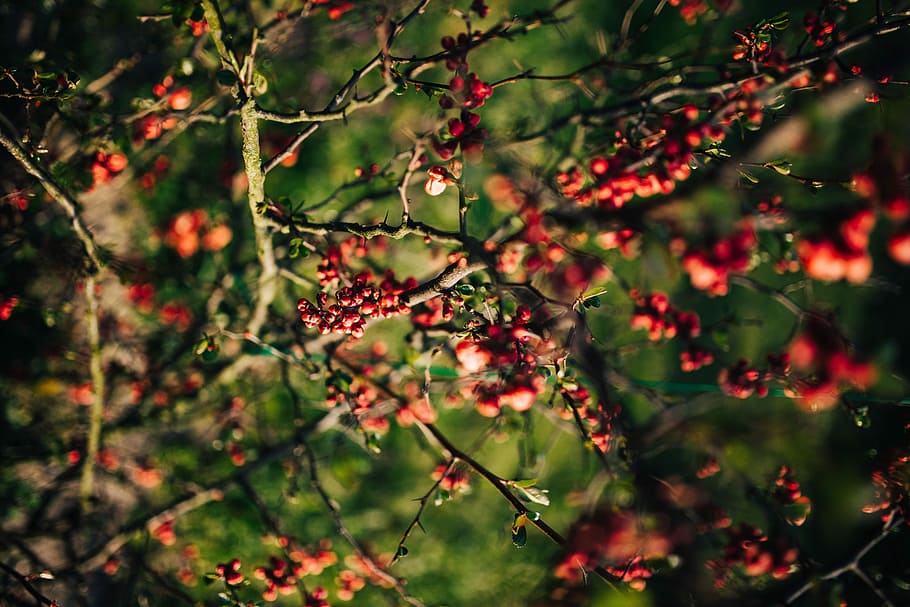 vermelho, árvores, fruta, ramos, montanha de cinzas, natureza, árvore, folha, floresta, outono