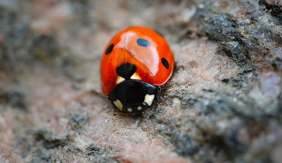 close-up photography, ladybird, ladybug, red, points, black points, spring, may, macro, beetle