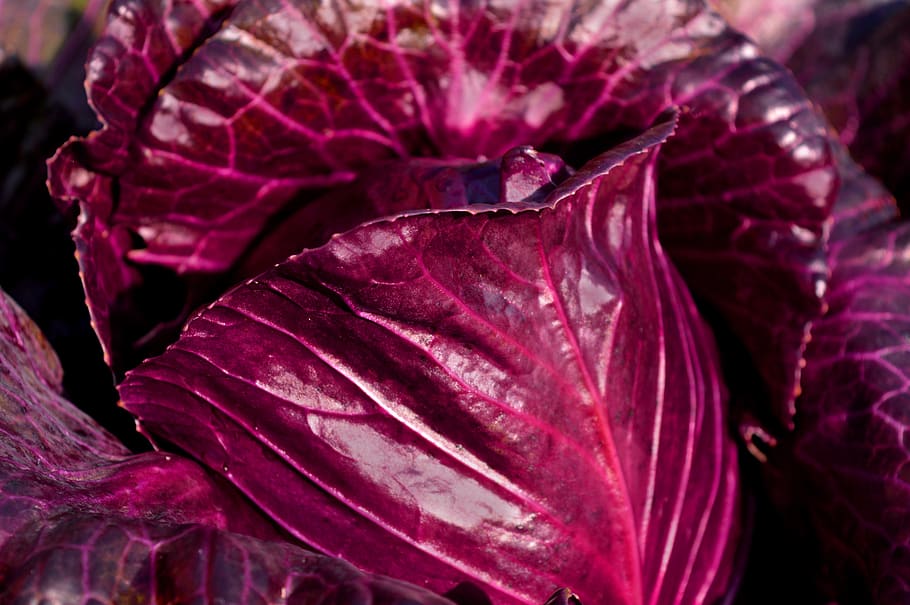 red cabbage, vegetables, kohl, healthy, food, close-up, freshness, beauty in nature, plant, healthy eating