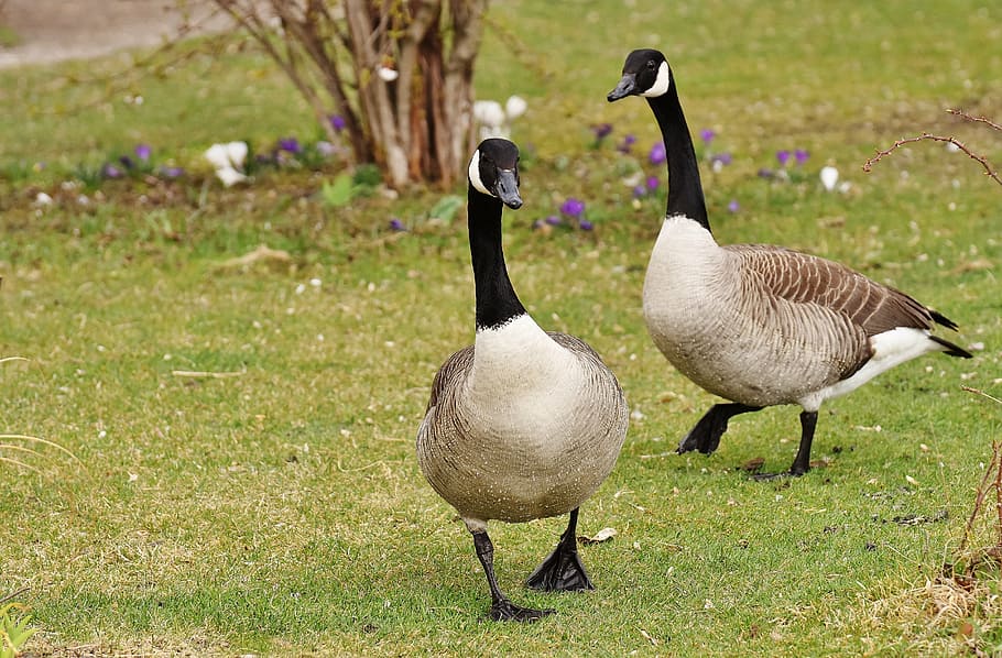 white-brown-and-black canada geese walkthrough, green, grass, wild geese, poultry, pair, couple, grey geese, nature, feather