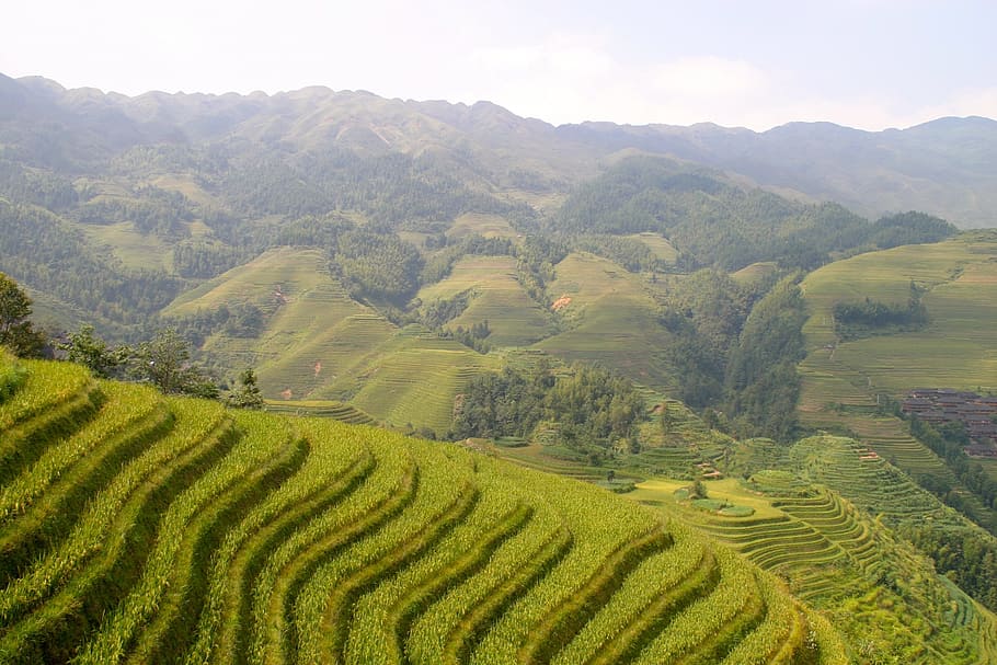 rice, plantation, rice plantations, rice fields, asia, landscape, field, rural scene, agriculture, scenics - nature