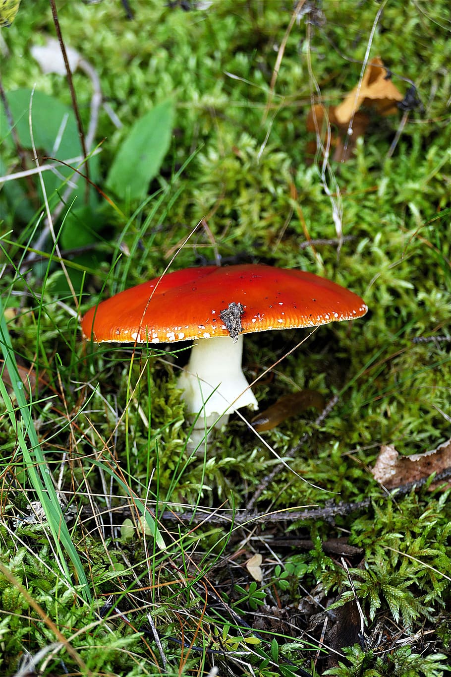 focus photo, orange, white, mushroom, russula, red, autumn, speitaeubling, russula relative, forest