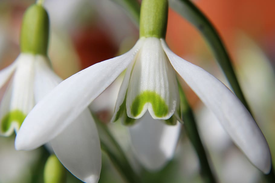 snowdrop, plant, spring, flower, blossom, bloom, nature, garden, signs of spring, early bloomer