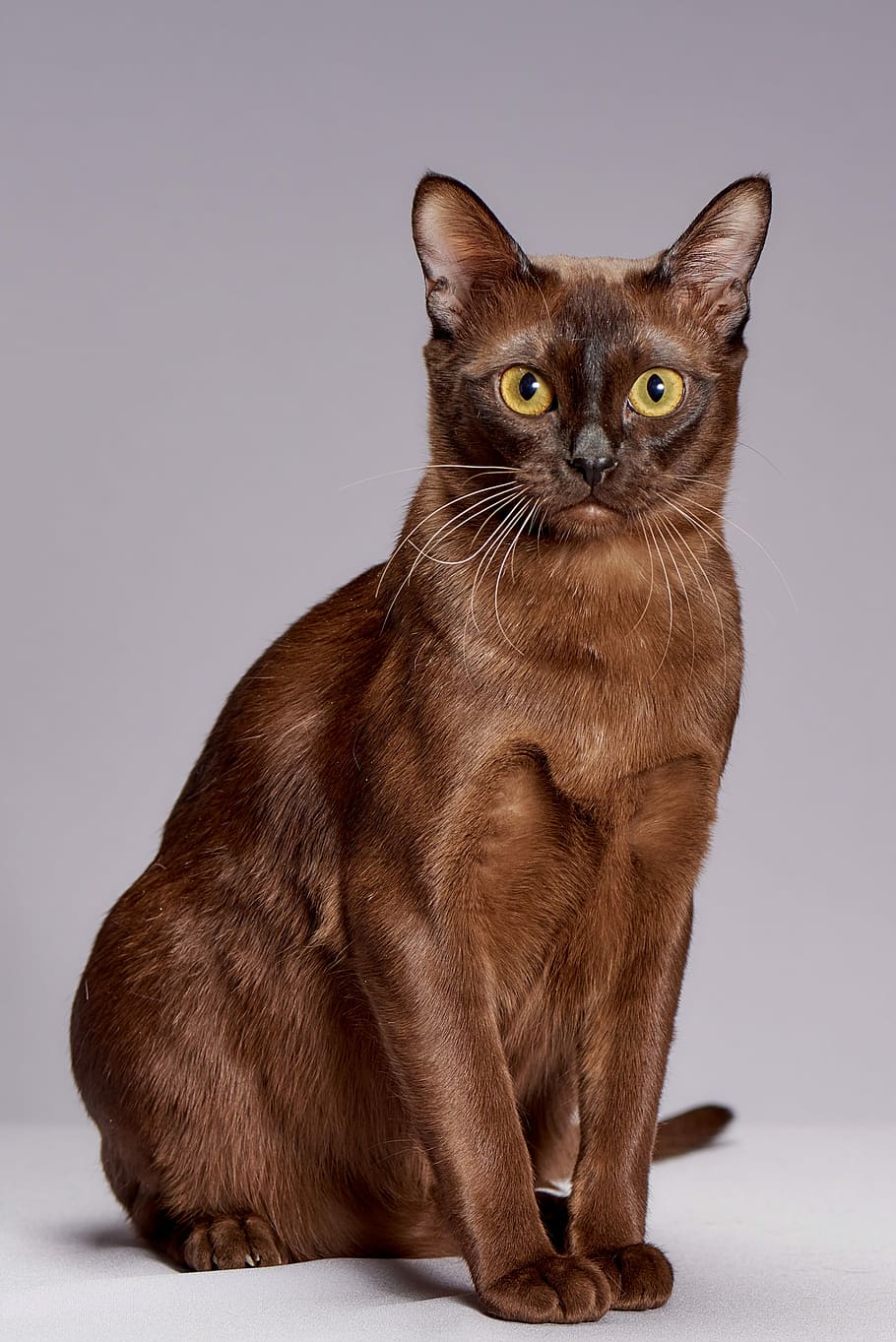 short-haired brown cat, animals, cute, cat, pet, breed burmese, kitten, pets, domestic, domestic animals