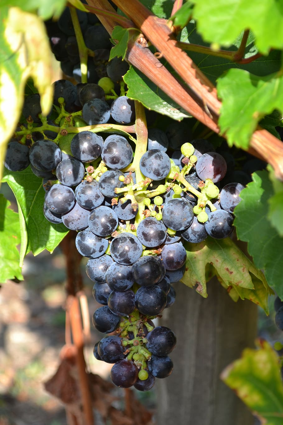 grape, black grape, vine, cluster, bunch of grapes, dordogne, france, food and drink, food, healthy eating