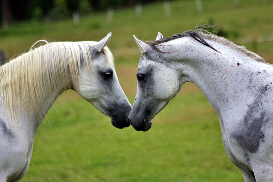 2, 白, 馬, クローズアップ, 写真, 白い馬, アラビア人, 動物, 会議, 挨拶
