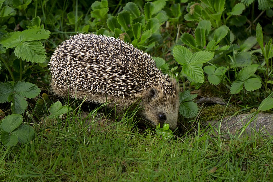 hedgehog, nightly, animals, sweden, spiny, garden, mammal, animal wildlife, animal, animal themes