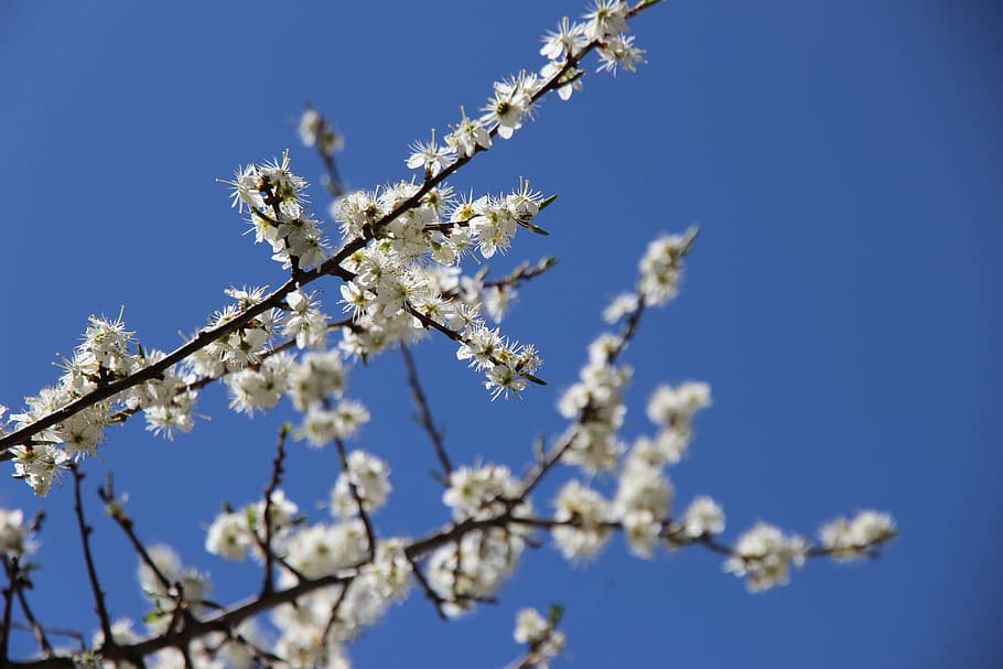 花, 春, 白, 空, 白い花, 枝, 青, 自然, 澄んだ空, 脆弱性