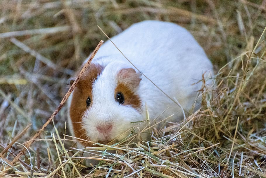 guinea pig, white, brown, hay, zoo, one animal, animal themes, animal, mammal, animal wildlife