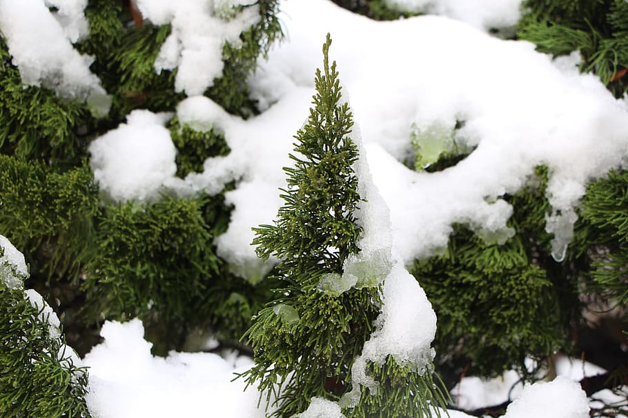 invierno, nieve, madera, paisaje, en el frío, árbol, flor de nieve, temperatura fría, planta, color blanco