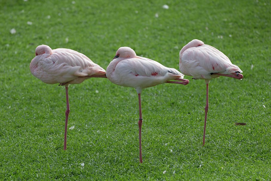 flamingos, bird, eastern, egg, breed, bill, drainage bill, feather, nest, pink