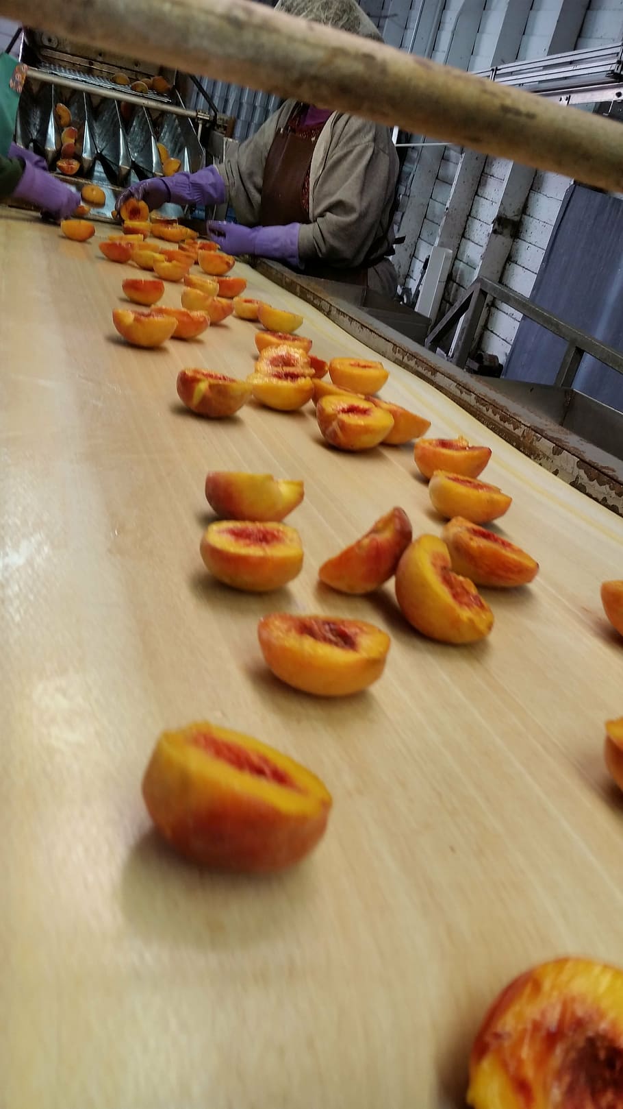 processing, peaches, stone, fruit, tree-ripened, ripe, fuzz, nature, velvet, produce