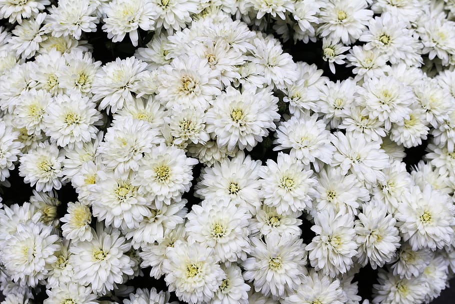 white, flowers, many, white flowers, daisies, flora, blossom, blooming, floral, bouquet