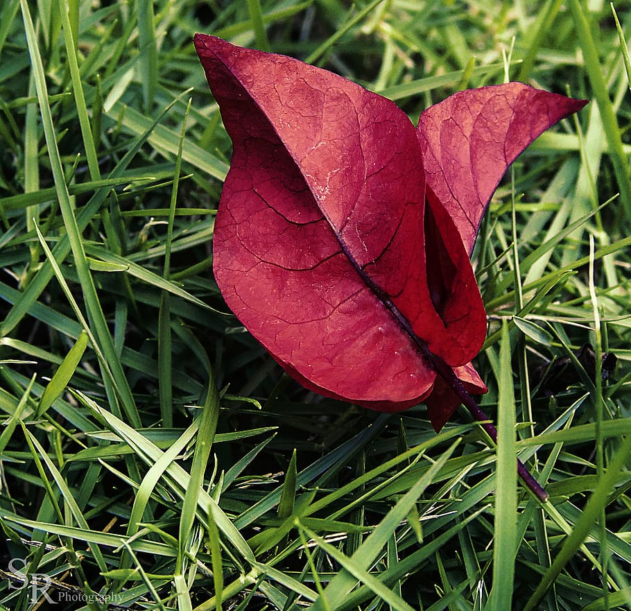 Difference, two, leaves, grass, plant, leaf, plant part, red, close-up, nature