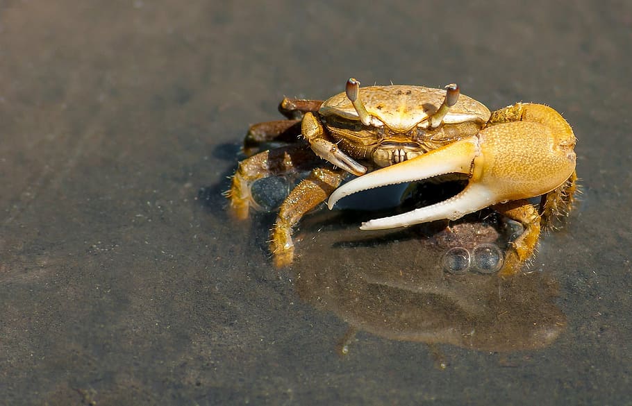 brown crabs, crab, crustacean, sea, ocean, water, beach, close-up, summer, spring