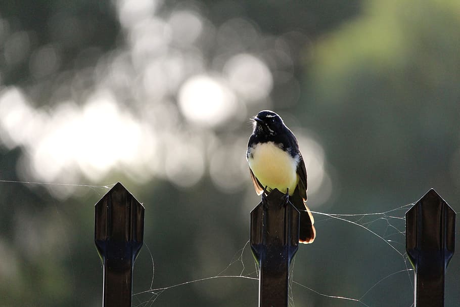 willy, willie, wagtail, fence, perch, perched, cobweb, bird, black, white