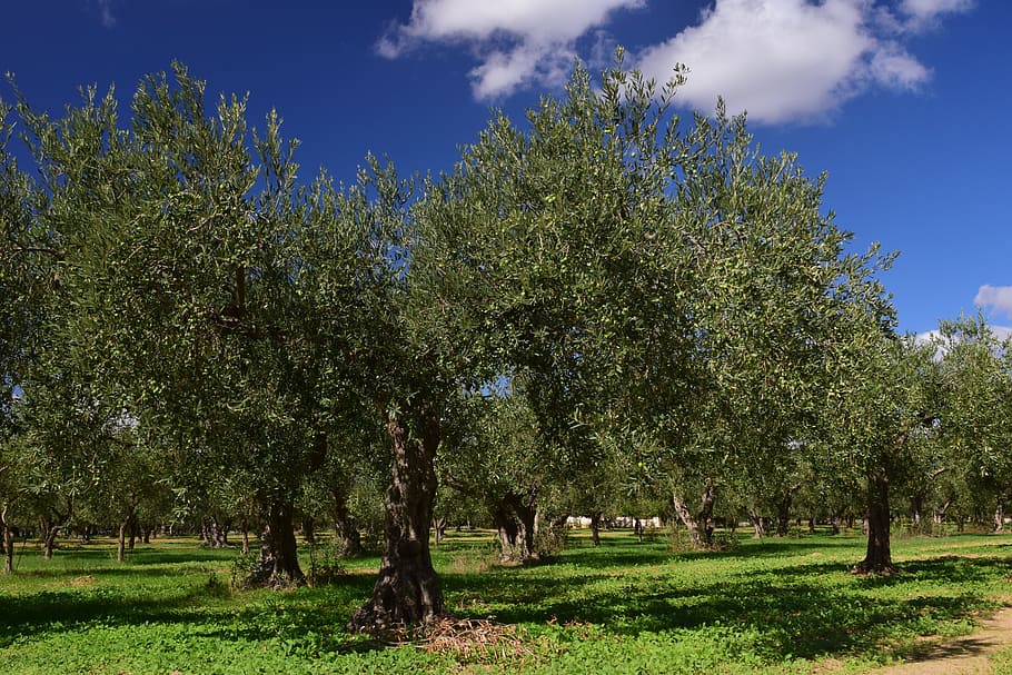 olive trees, olive field, mediterranean, green, nature, olive grove, agriculture, vegetation, field, sky