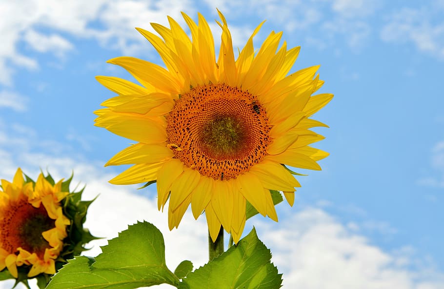 bunga matahari umum, Bunga Matahari, Bunga, Lebah, Serbuk Sari, bunga kuning, mekar, kuning, tanaman, alam