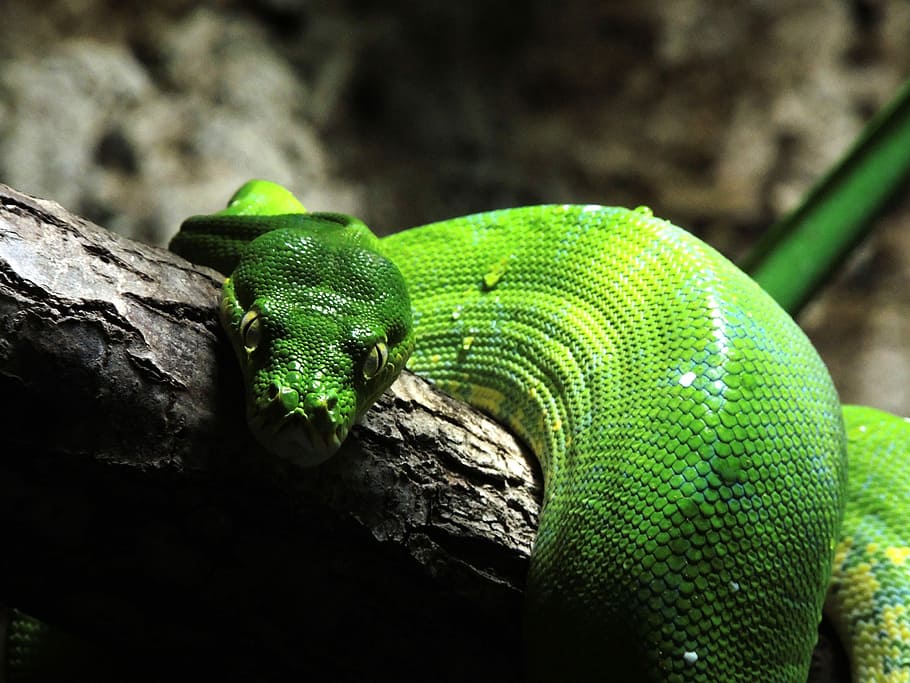 Ular, Python Pohon Hijau, Reptil, Skala, ular hijau, satu hewan, satwa liar, hewan di alam liar, tema hewan, warna hijau