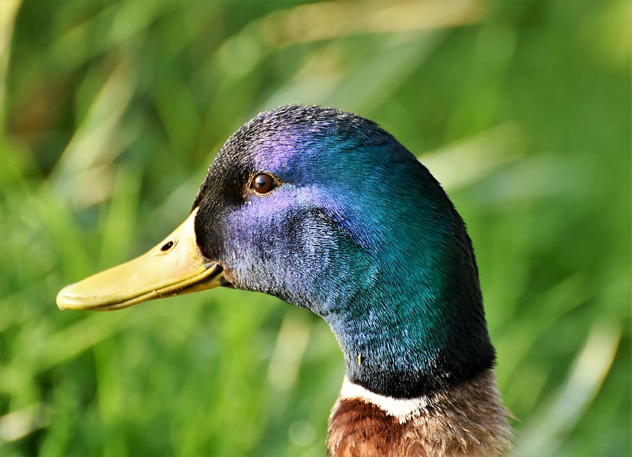 selective, focus photo, mallard duck, duck, duck head, mallard, wild duck, grass, bill, duck bird