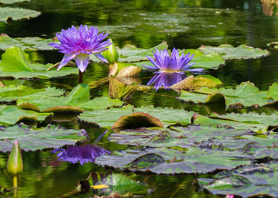 пурпурный, цветы, зеленый, стручки лилий, тело, вода, водяные лилии, садовый пруд, цветение, водное растение