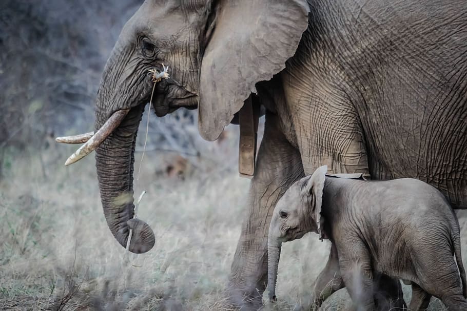 baby elephant, elephants, baby animals, mammal, animal, wildlife, africa, mother, endangered, calf