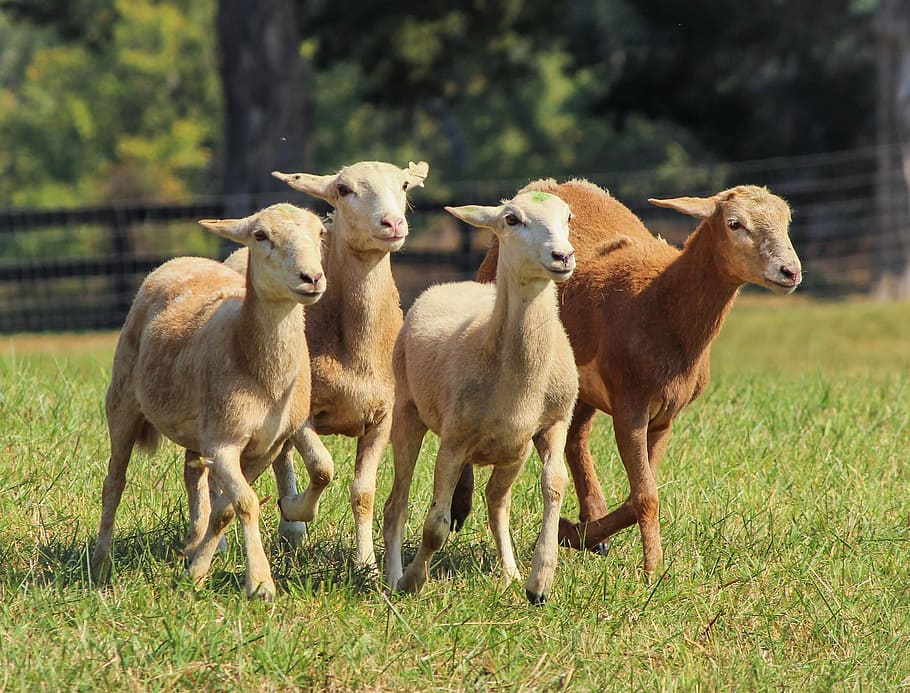 selective, focus photography, herd, brown, lambs, beige, sheep, sheared sheep, flock, running