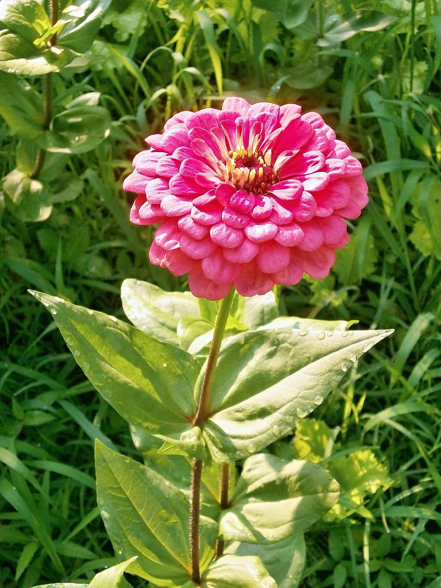 Zinnia Elegans, Pink, Flower, zinnia, pink flower, growth, nature, leaf, plant, beauty in nature