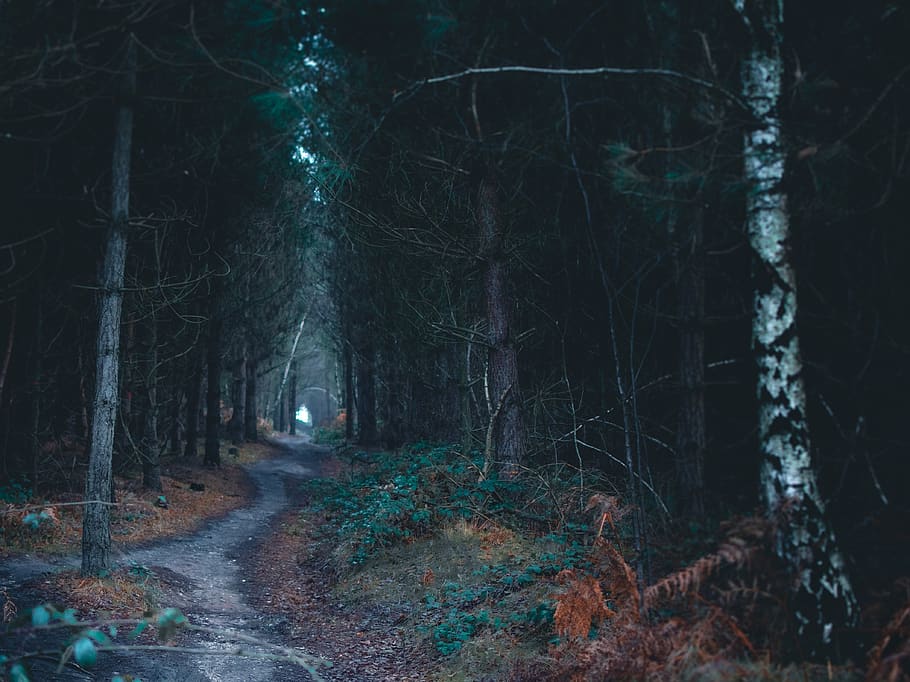woods, forest, path, trail, dark, fantasy, mystical, autumn, nature, mood
