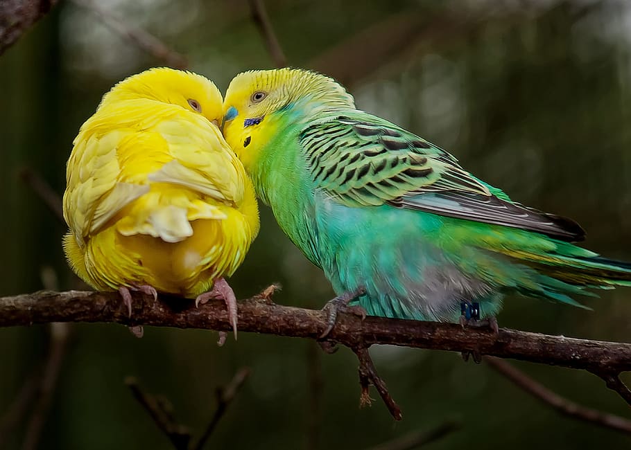 budgie, pair, beaks, colorful, animal world, friendship, birds, together, sit, parakeets