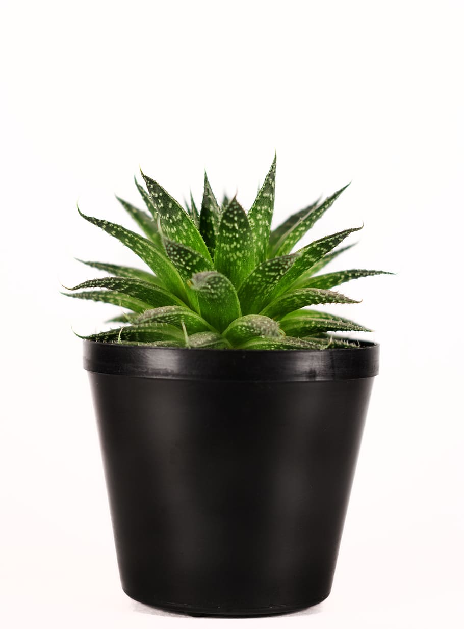 plant, nature, green, botanical, vase, succulents, cactus, studio shot,  potted plant, white background | Pxfuel