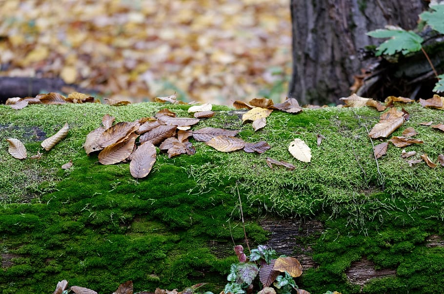 Rusted moss. Коричневый мох. Мох на ржавчине. Мох сухой в лесу как ковер.