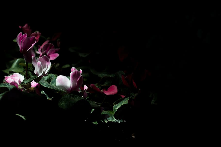 紫の花びらの花, 暗い, 夜, 花, 自然, 屋外, 庭, 光, 植物, 花びら
