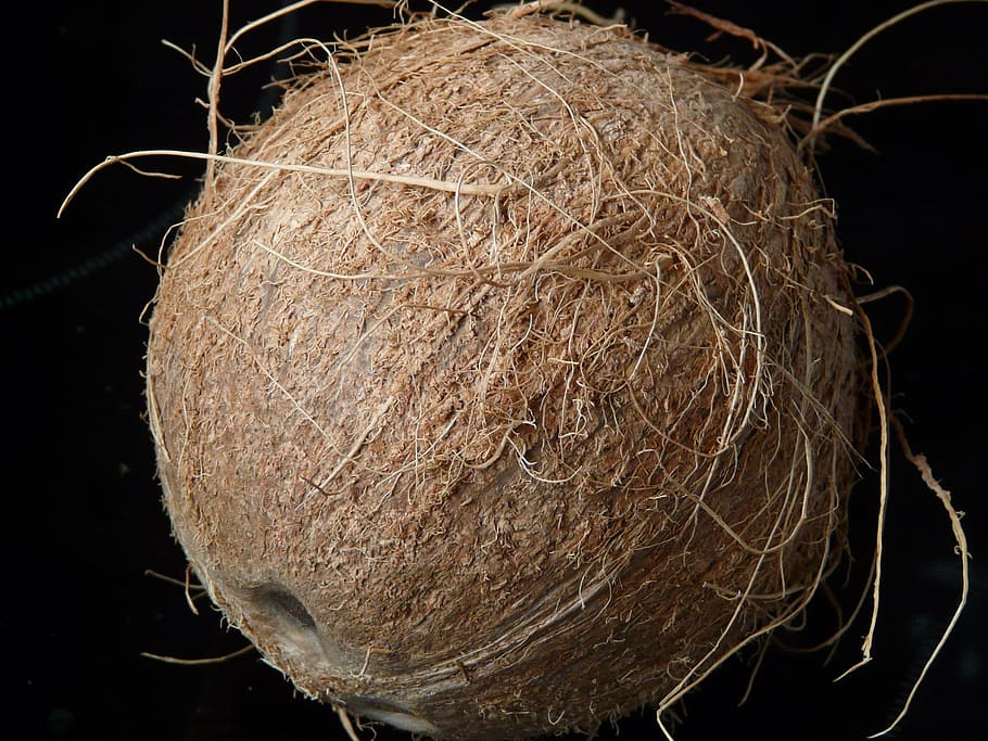 Coconut, Coconuts, Exotic, Sweet, Palm, mediterranean, food, drupe, delicious, eat