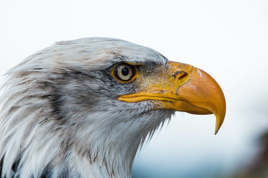 bald, eagle selective-focus photography, bald eagle, haliaeetus leucocephalus, adler, raptor, bird of prey, bird, feather, plumage