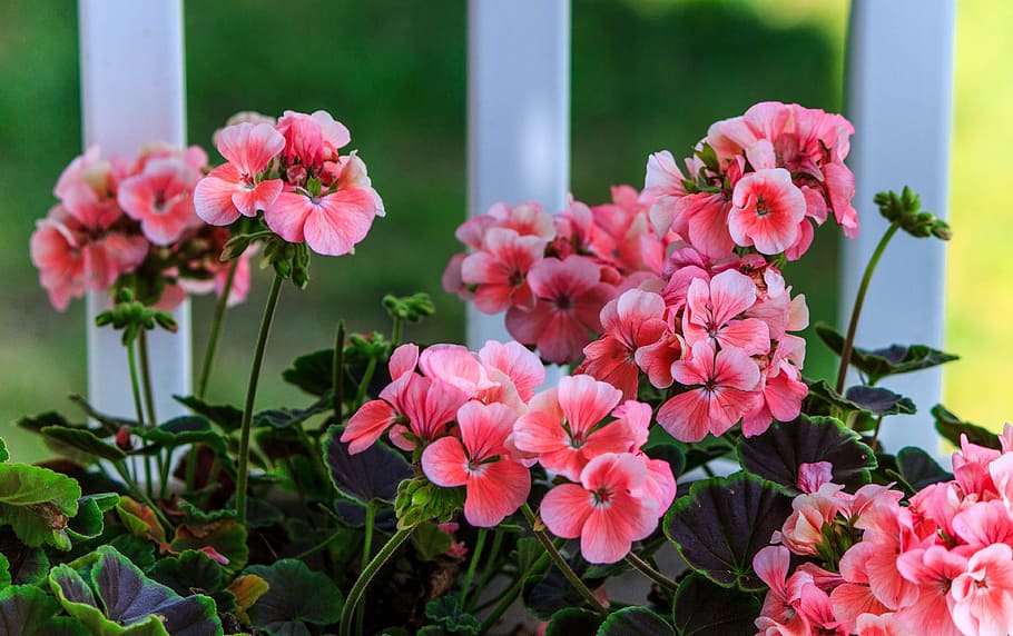 foto, rosa, flores de pétalos, geranio rosa, flores de color rosa suave, herbácea anual, jardinería, planta en maceta, planta ornamental, planta floreciendo