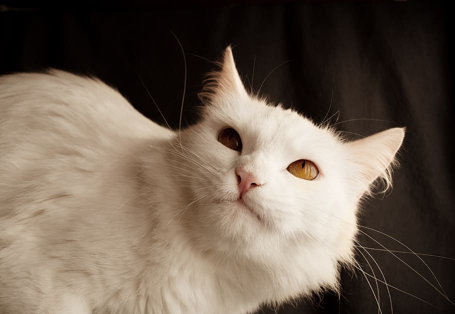 kucing, imut, hewan, membelai, binatang menyusui, berarti, pemarah, ekspresi, hati-hati, putih