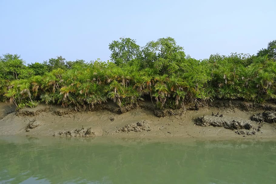 mangroves, sundarbans, swamp, forest, river, ramsar site, unesco, world heritage, flora, india