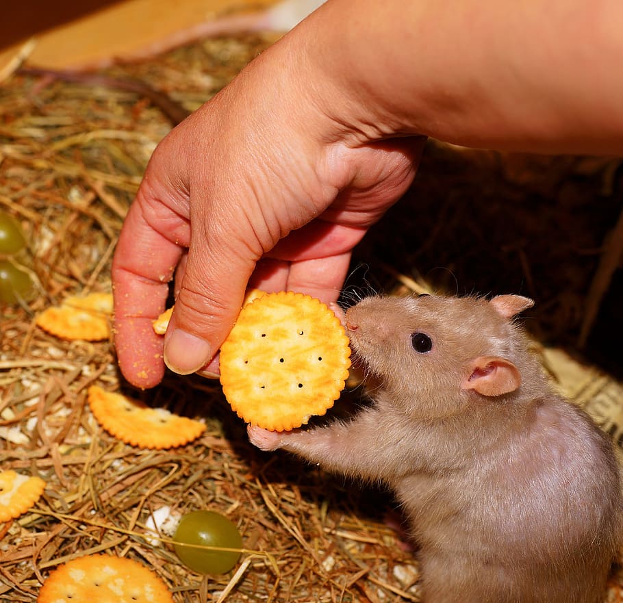 person, feeding, rat, biscuit, color rat, tame, rodent, animal, mammal, head