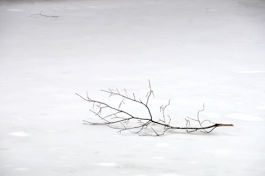 black, tree branch, snow-covered, field, brown, bared, tree, stem, white, snow