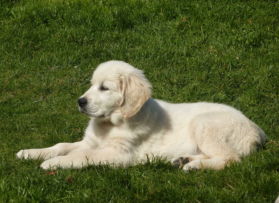 dog, pup, puppy lying down, dog lying, golden retriever, lawn, mammal, canine, animal, companion