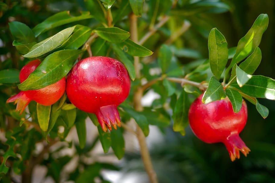 pomegranate fruits, fruit, leaf, food, tree, nature, garden, pomegranate, plant, red