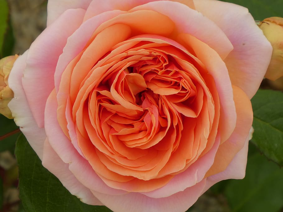 rosa, flor, jardim, romântico, natureza, vermelho, pétalas, flores, beleza, 2019