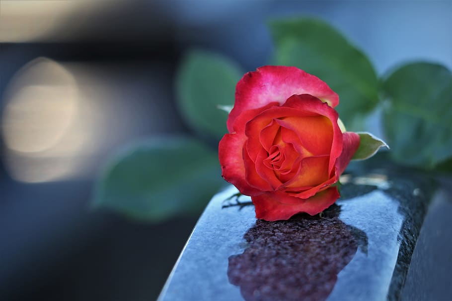 red yellow rose, love symbol, condolence, black marble, remembering, missing, pain, sorrow, sadness, rose alinka
